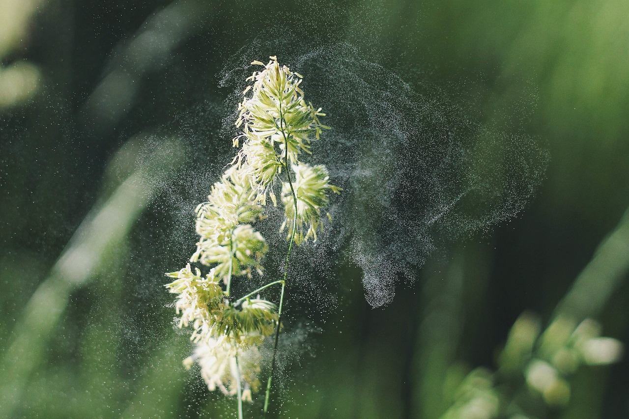 Allergy