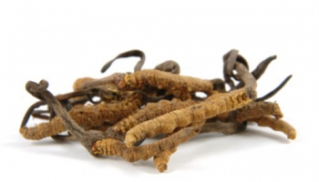 Cordycepsin terveysvaikutukset ja historia